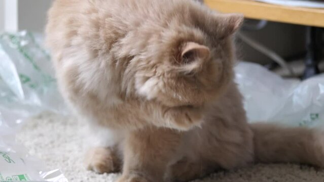The motion of a Persian cat cleaning her face on the floor with 4k resolution
