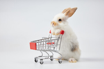 cute rabbit pushing empty shopping trolley cart and looking some food, isolated on white background