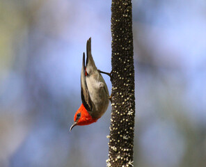 Scarlet honeyeater bird perched on a flower spike