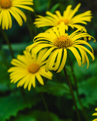 gelbe schöne Blumen in einem Strauß. Im Fokus eine davon, der Rest liegt im Bokeh Hintergrund. Ein Farbenspiel aus gelb und grün.