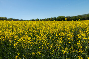 Fototapeta premium Rapeseed field in spring sunshine.