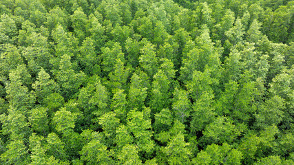 aerial view of dark green forest Abundant natural ecosystems of rainforest. Concept of nature forest preservation and reforestation	
