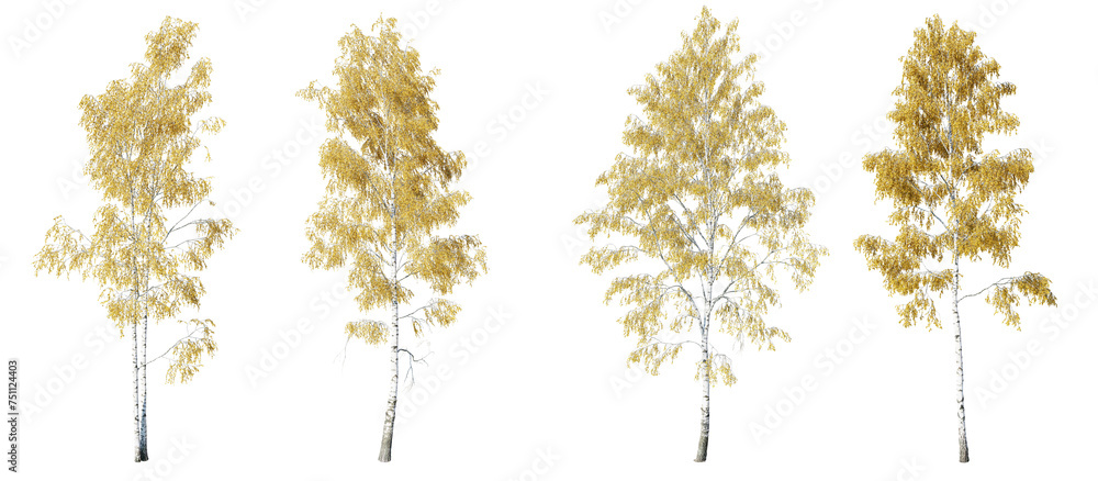 Aufkleber birch tree on transparent background.3d rendering png