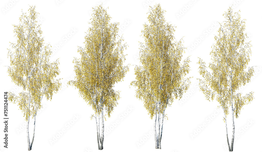 Poster birch tree on transparent background.3d rendering png