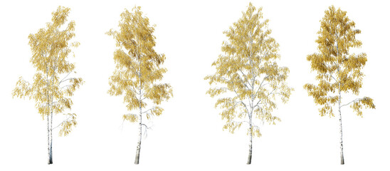 Birch tree on transparent background.3d rendering PNG