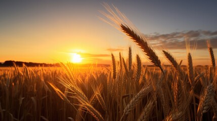 A wheat field. The ears of golden wheat are illuminated by the setting sun. Rural landscape under bright sunlight. The concept of a rich harvest.