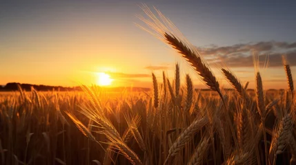 Papier Peint photo Gris A wheat field. The ears of golden wheat are illuminated by the setting sun. Rural landscape under bright sunlight. The concept of a rich harvest.