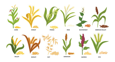 Set of Grass cereal crops set collection, agricultural cereal plant with seeds vector illustration, botanical farm of corn, wheat, proso, rice, buckwheat, millet, barley, oat, sorghum, quinoa, rye. - obrazy, fototapety, plakaty