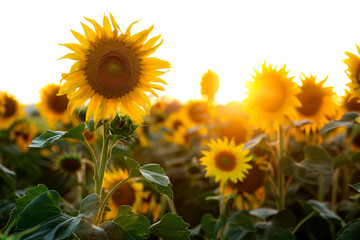 Blooming sunflowers flowers field in the garden with sunset background .Generative AI