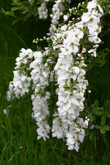 The end of spring in a decorative garden. Cloudy rainy weather. The hung exochorda branches in...