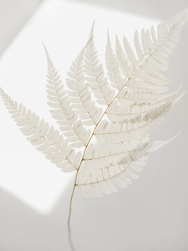 White dry fern leaf in natural sunlight.