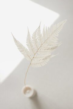 Top view of white dry fern leaf in ceramic pot.