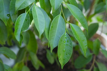 Fototapeta na wymiar Ficus benjamina leaves growth in tgarden. Pohon beringin