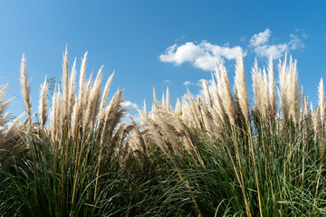 pampas