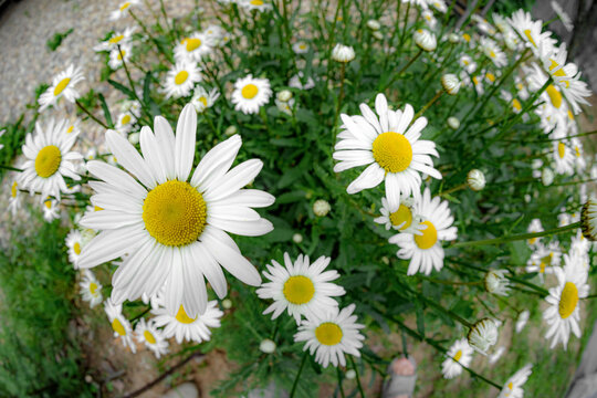 Summer Chamomile Flower Bush Wide Angle Close-Up