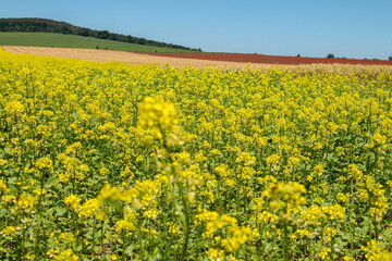 Obraz premium Flowering rape field in early summer sunshine in the distance red poppy field and wheat field.