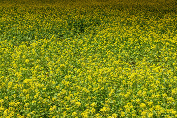 Fototapeta premium Flowering canola table in early summer sunshine .