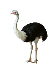 Ostrich isolated on white background