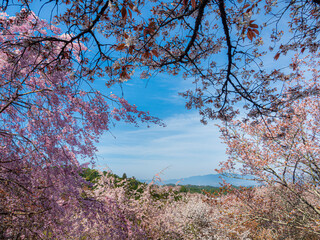 いろいろな種類の桜が満開