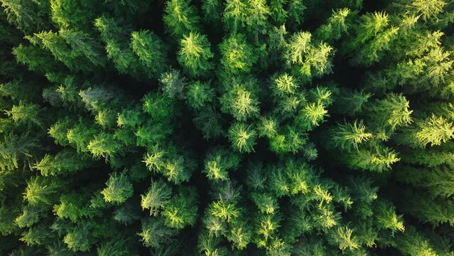 Aerial forest tree nature view. Go green ecology aerial for bright hope future. Global zero waste. Reduce greenhouse gas pollution. Earth day event with low CO2 emission idea. Save the planet concept