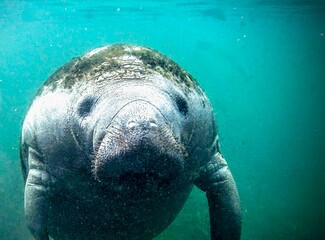 Baby Manatee 