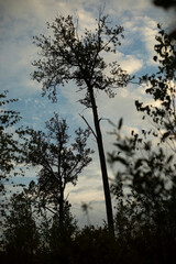 Trees in the evening in the forest. Details of wildlife. Sparse Forest.