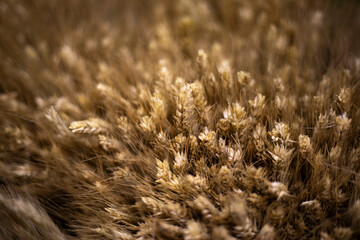 Dry plants. Texture of ears. Dry stems. Field plant.