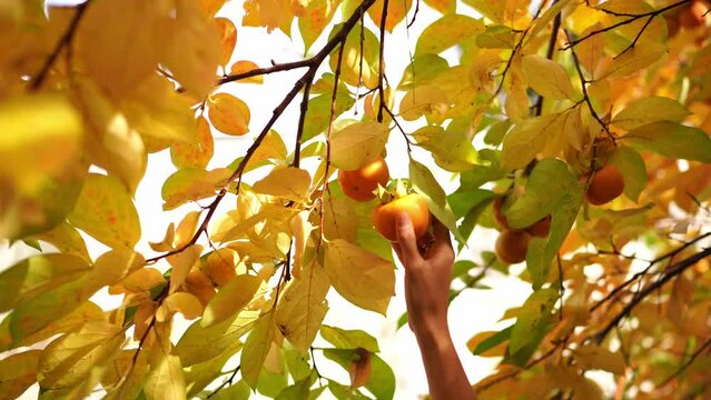 Gardener picks a ripe persimmon from a tree branch in a grove. High quality 4k footage