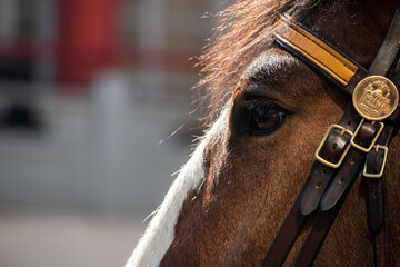 Close-up of a New York City police horse 