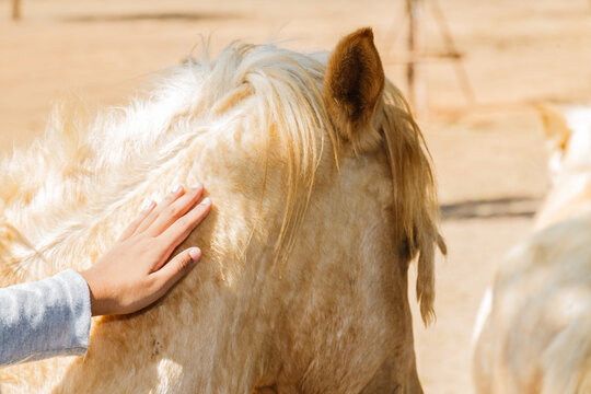 A woman's hand strokes the head of a brown horse. With gentleness and care for animals On a hot day, Thailand.