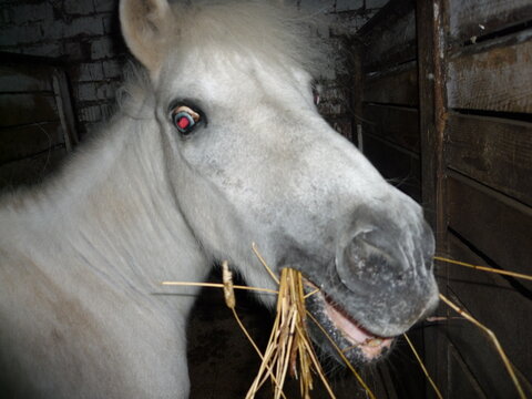 flash muzzle of a wondered horse chewing hay 