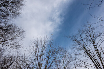 Looking up through the winter tree tops at a helicopter flying through a blue sky with puffy white clouds