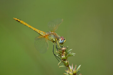 Dragonfly holding on shrub in the wild