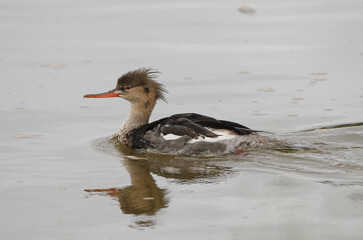 Female Hooded Merganser