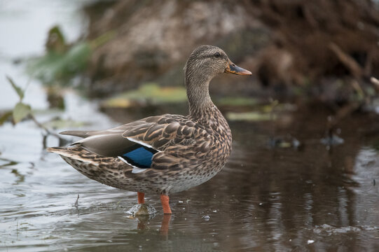 A Female Mallard Duck