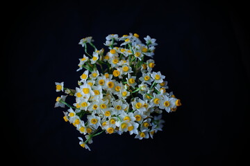 Daffodils on dark background