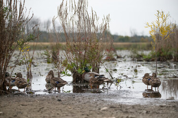 Group of Mallards in the Marsh