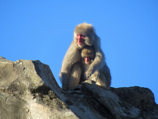 猿山で抱き合う猿の親子