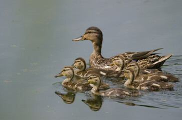Mother Mallard and Ducklings