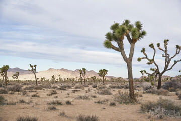 Joshua Trees at sunrise