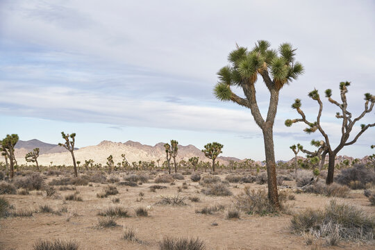 Joshua Trees at sunrise - Powered by Adobe