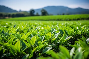 Fototapeta premium Tea garden landscape.