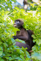 Dusky leaf monkey in a tree, Langkawi, Malaysia - Trachypithecus obscurus