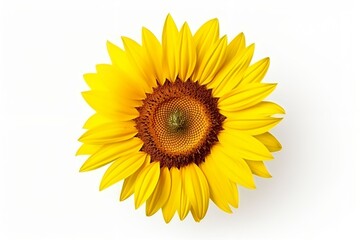 Fototapeta premium Sun Flower isolated white background.