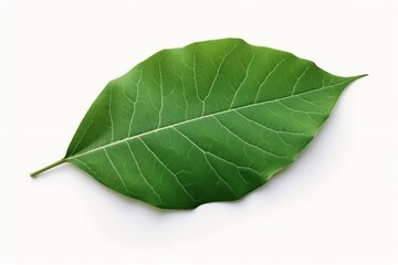 Obraz premium Green single leaf isolated white background. 
