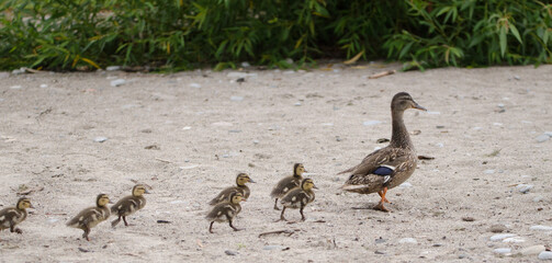 Mother Mallard and Ducklings