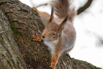 Close-up shot of the Red Squirrel