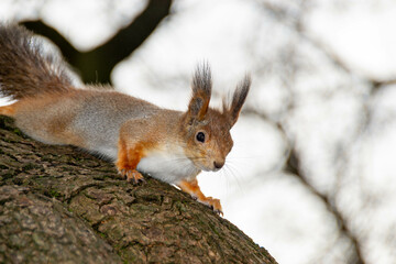 Naklejka na ściany i meble Close-up shot of the Red Squirrel