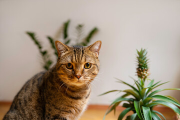 Cat With Plant At Home