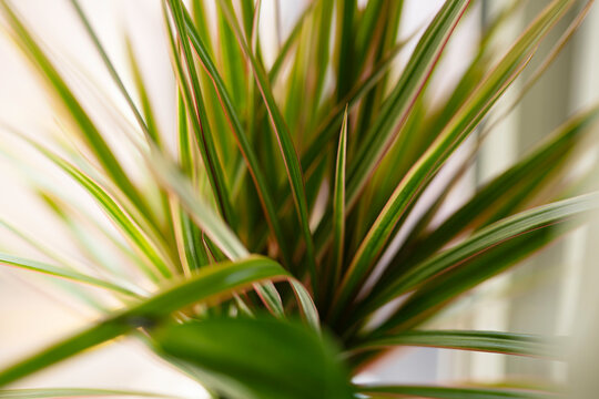 Home Plant